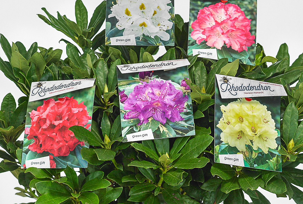 Greengift – Boomkwekerij Braspenning